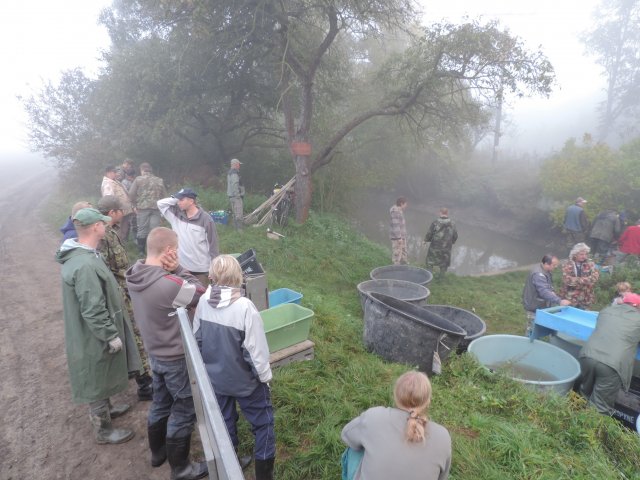 Výlov Dlouhé 2014